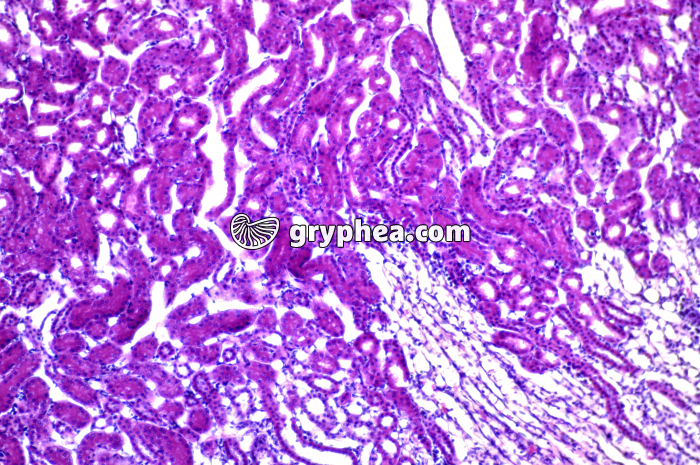 Rein de Rat x40 - gryphea.com